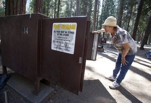 Yosemite solving bear problem by educating animals – and visitors – Twin  Cities