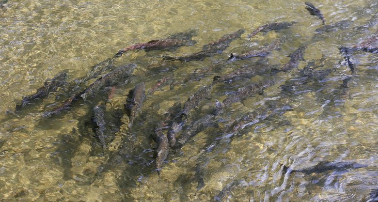 Lake Washington coho sport fishery opens Sept. 16 as in-season counts ...