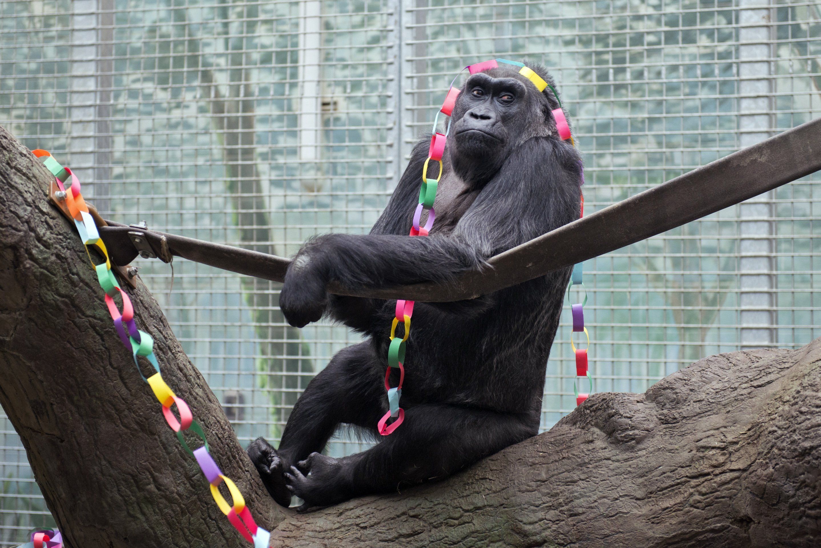 Oldest of zoo gorillas turns 58 at Ohio facility | The Seattle Times