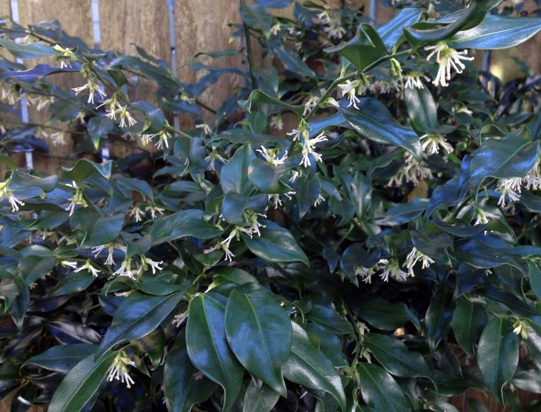 Q&A: a sweetbox that refuses to rebloom; a hopeless lawn | The Seattle Times