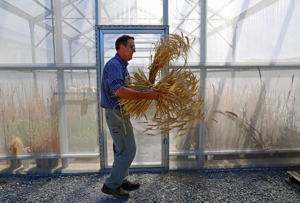 Stephen Jones has concluded that the maritime climate from Vancouver, Wash., to Vancouver, B.C., is ideal for growing barley strains that have low protein and high starch. (Mark Harrison/The Seattle Times)