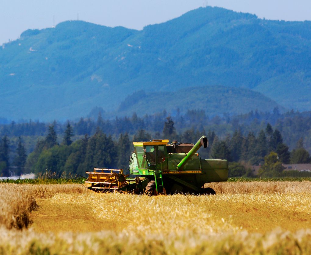 Barley is harvested at Knutzen Farms near Mount Vernon. Local farmers can grow the strains of barley used in the Old World to make single malts. (Mark Harrison/The Seattle Times)
