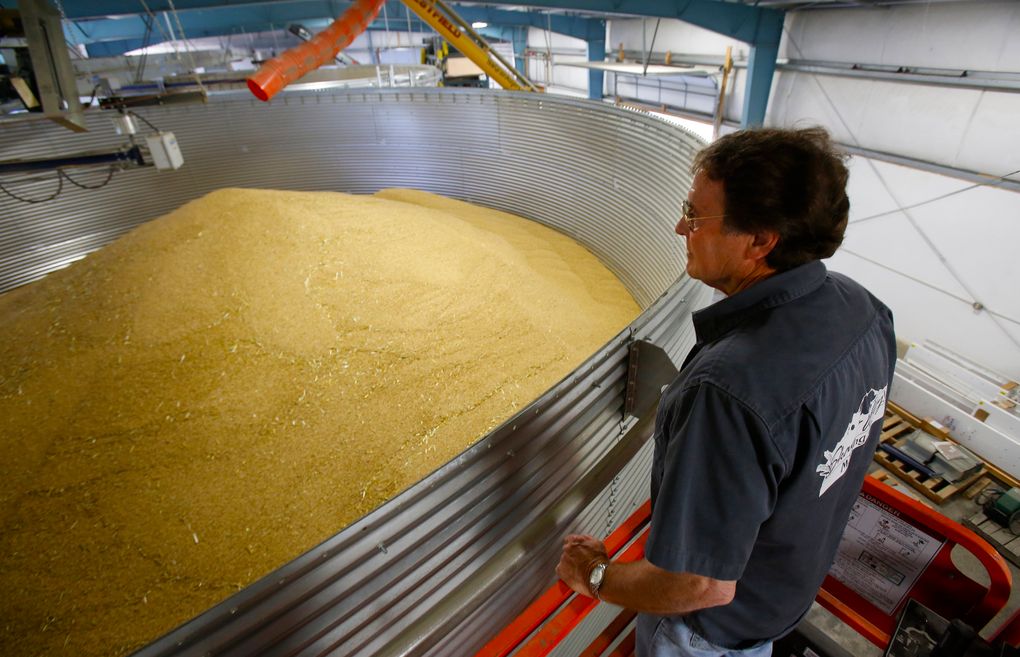 Wayne Carpenter looks into a silo of barley drying in preparation for malting at Skagit Valley Malting Company. (Mark Harrison/The Seattle Times)