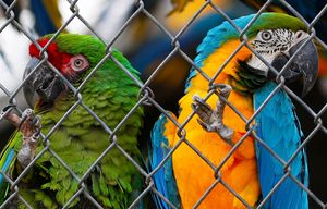 Carnation, Wa. February 24, 2015
Bob Dawson, the founder of a Carnation-area bird rescue and sanctuary, said that about 50 birds, all parrots, were stolen from their cages over the weekend.
