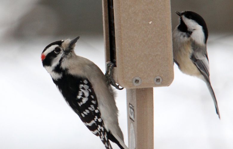 A male Downy Woodpecker, left, and a Black-capped Chickadee share a bird feeder. (Chuck Berman/ Chicago Tribune/TNS)