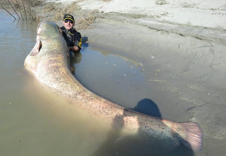 Strange but true: Mammoth catfish caught in Italy, and great white shark  lurking off Washington coast