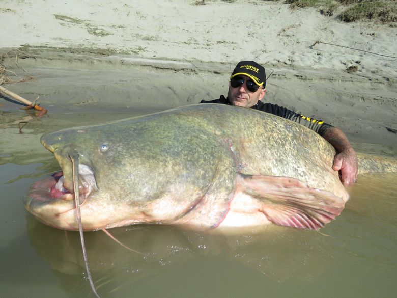 Strange but true: Mammoth catfish caught in Italy, and great white shark  lurking off Washington coast