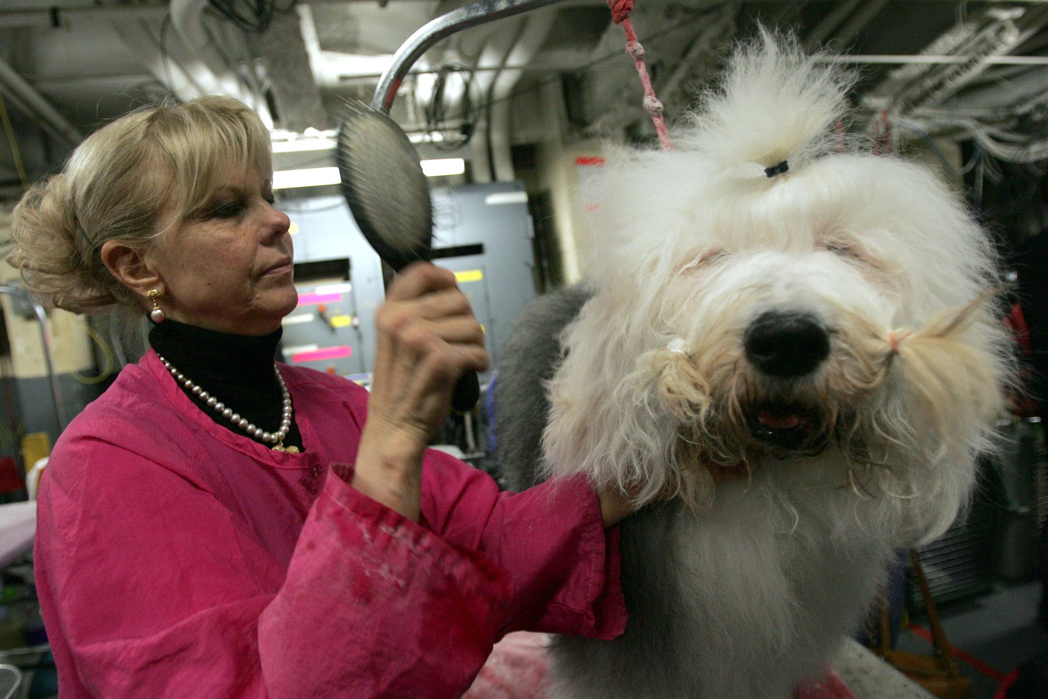 Show-winning dog semen a blue-ribbon bargain at $2K | The Seattle Times