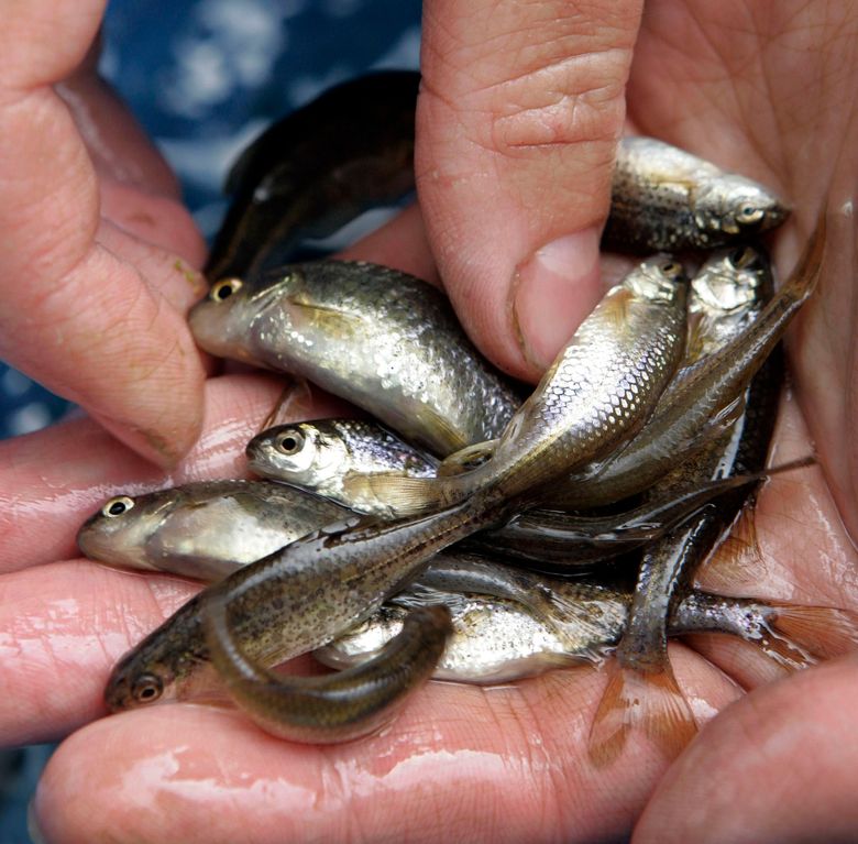 Oregon minnow is first fish to be taken off endangered list