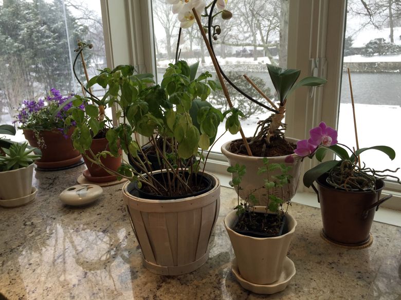 Indoor herbs can thrive on winter windowsills | The Seattle Times