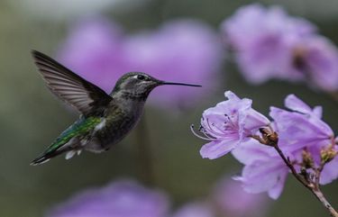 Friday, Feb. 26, 2016.   Lines Only.  LO.   A hummingbird zeroâ€™s in on an early blooming Azalea at the Washington Park Arboretum.