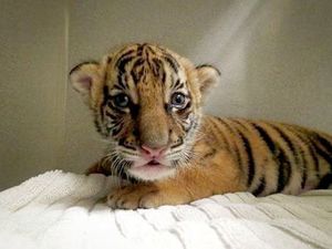 Malayan Tiger Cub Born at the Tulsa Zoo