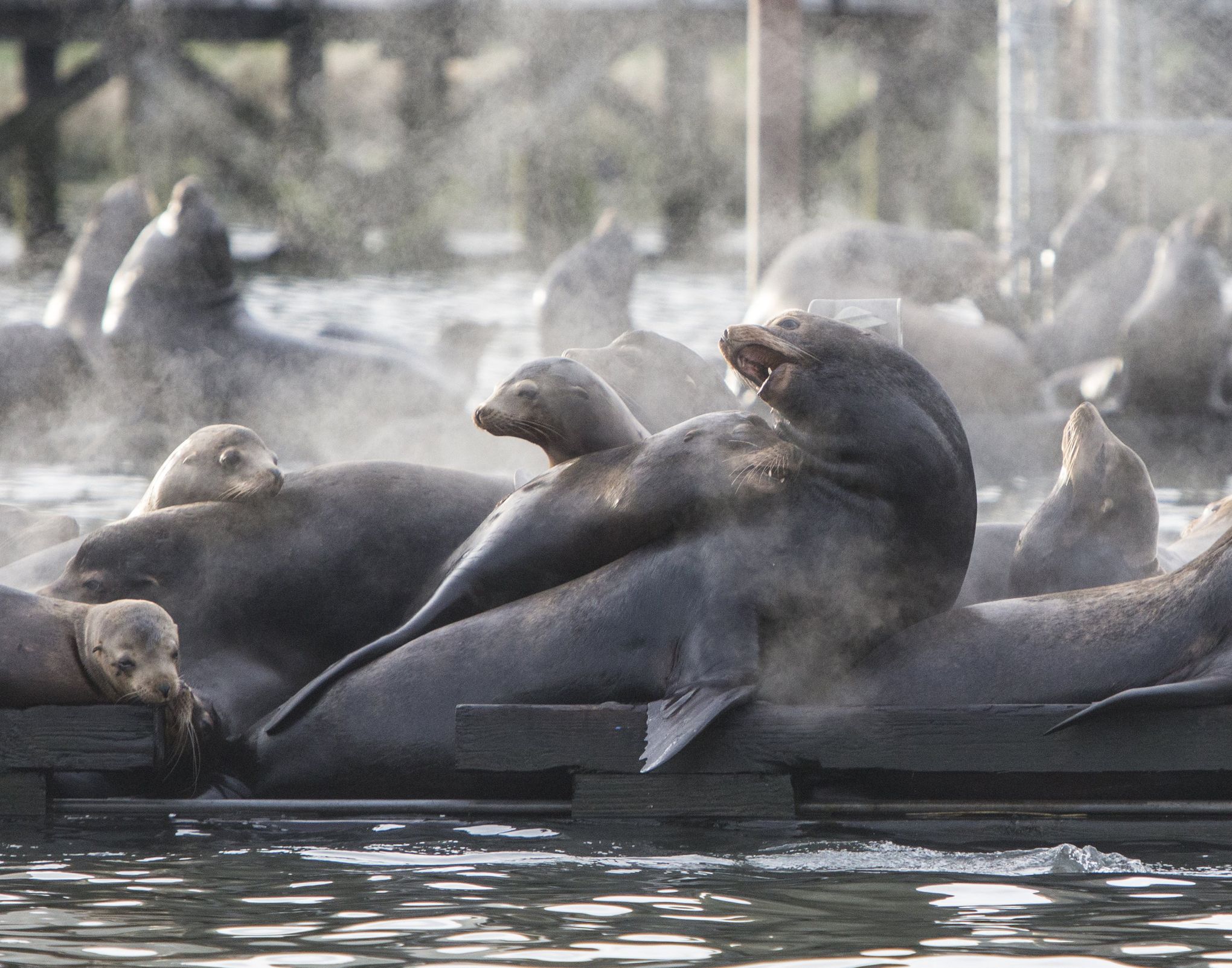 Boom times on the Columbia for California sea lions | The Seattle Times