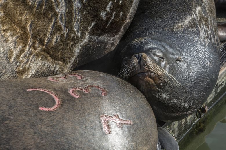 Sea lion showdown: Will the Sacramento River's visitors be a boon or a  bane? - CBS Sacramento