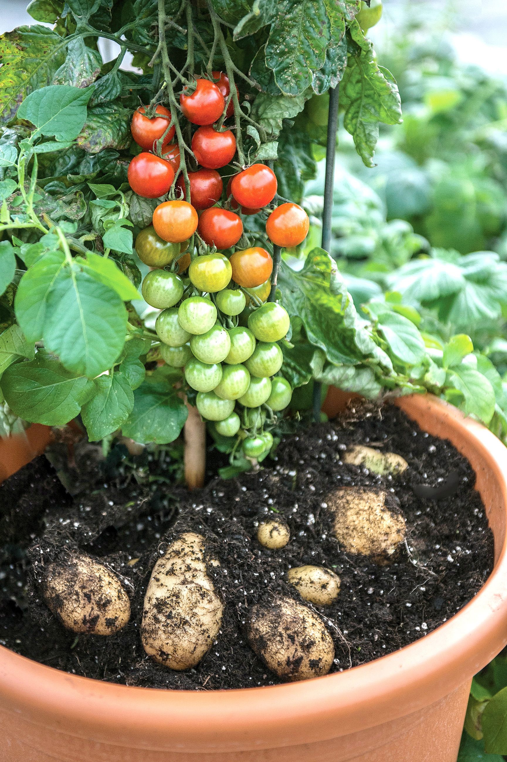 Image of Potato plant and tomato plant growing in a community garden