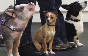 AMY THE PIG, IN CLASS
030515 This little piggy goes to class at the Family Dog Training Center in Kent twice-a-week.

ref to gallery and video on line