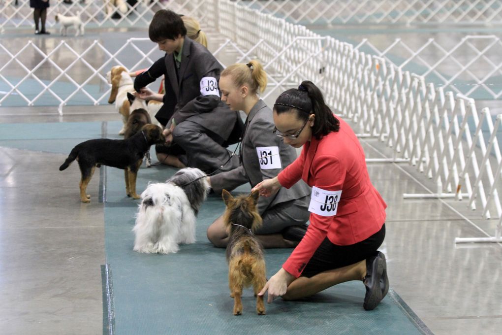 The 2014 Seattle Kennel Club Dog Show. Photo by Alan Berner/The Seattle Times.