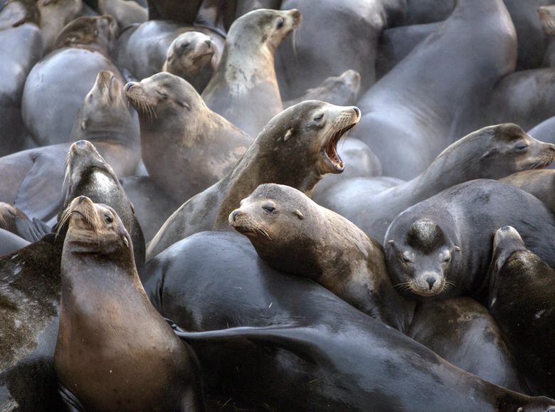 Parrots vs. sea lions: Battle for the Official Animal of San Francisco