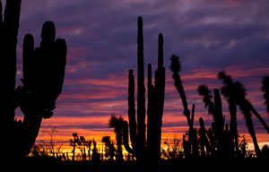 In this March 3, 2015 photo, cacti are silhouetted against a twilight sky in the Valle de los Cirios, near Guerrero Negro, Mexico’s Baja California peninsula. Also known as the Valley of the Boojums for the unusual cacti tree that is endemic to the area, it is one of Mexicos largest protected areas. The land is forested with desert flora that looks like it was drawn by Dr. Seuss: Boojums and elephant trees, cardon cacti, and many other types of succulents, as well as a variety of birds and mammals. (AP Photo/Dario Lopez-Mills)