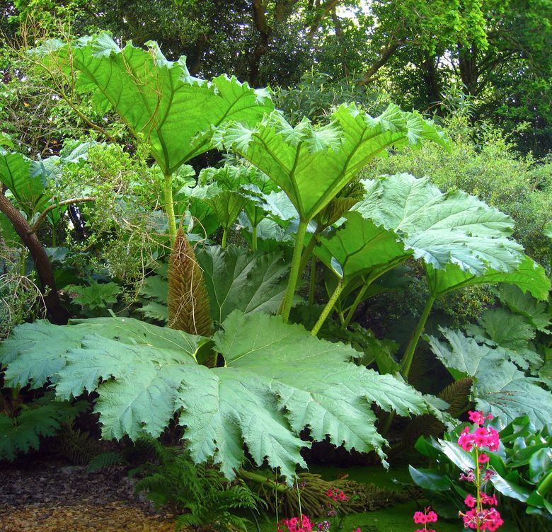 Q&A: Which plants like wet feet? | The Seattle Times