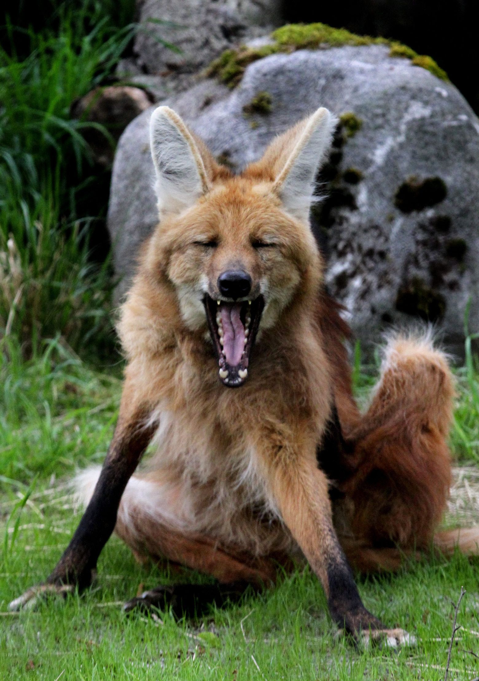 Maned wolves come to Woodland Park Zoo | The Seattle Times