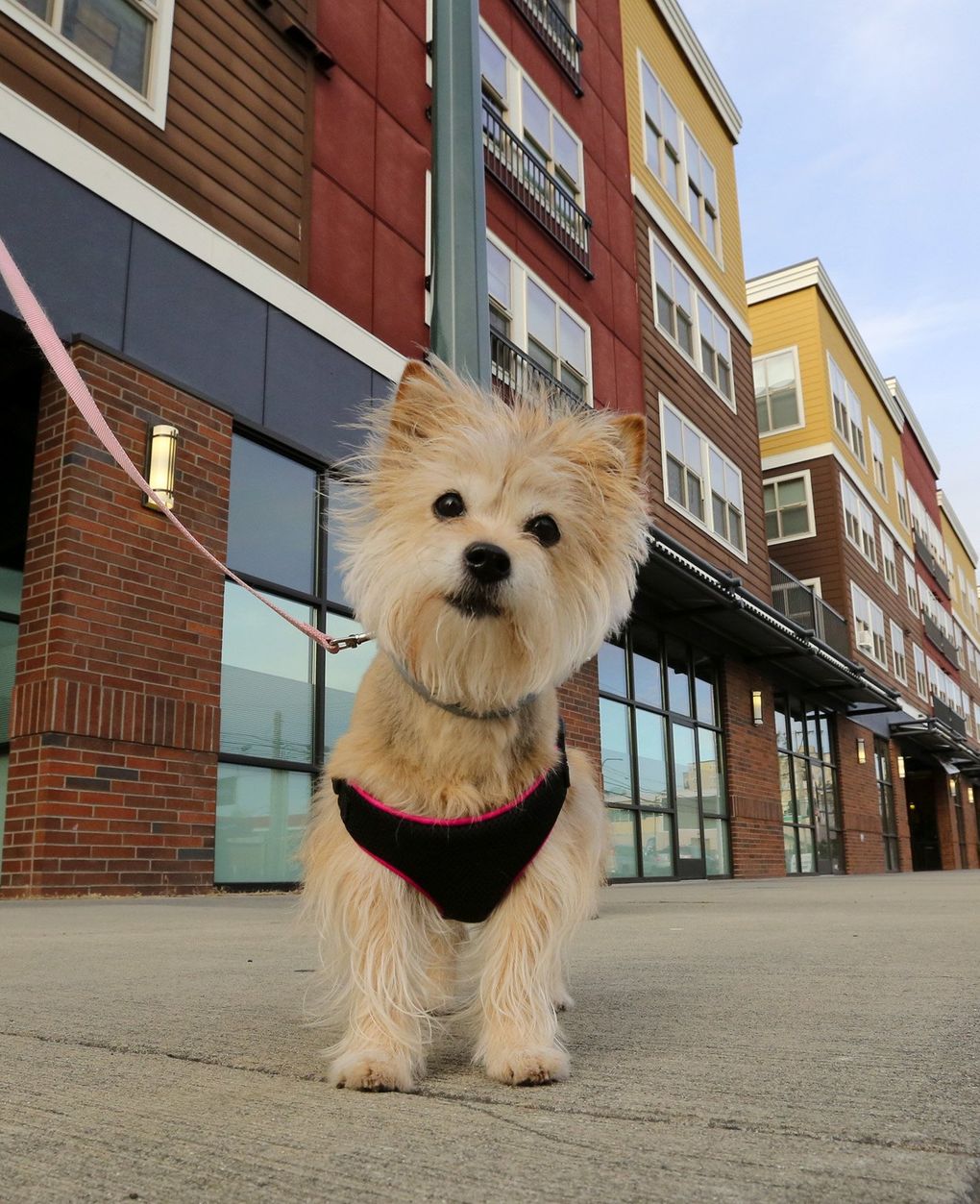 Apartment owners utilize DNA tests to identify dog poop