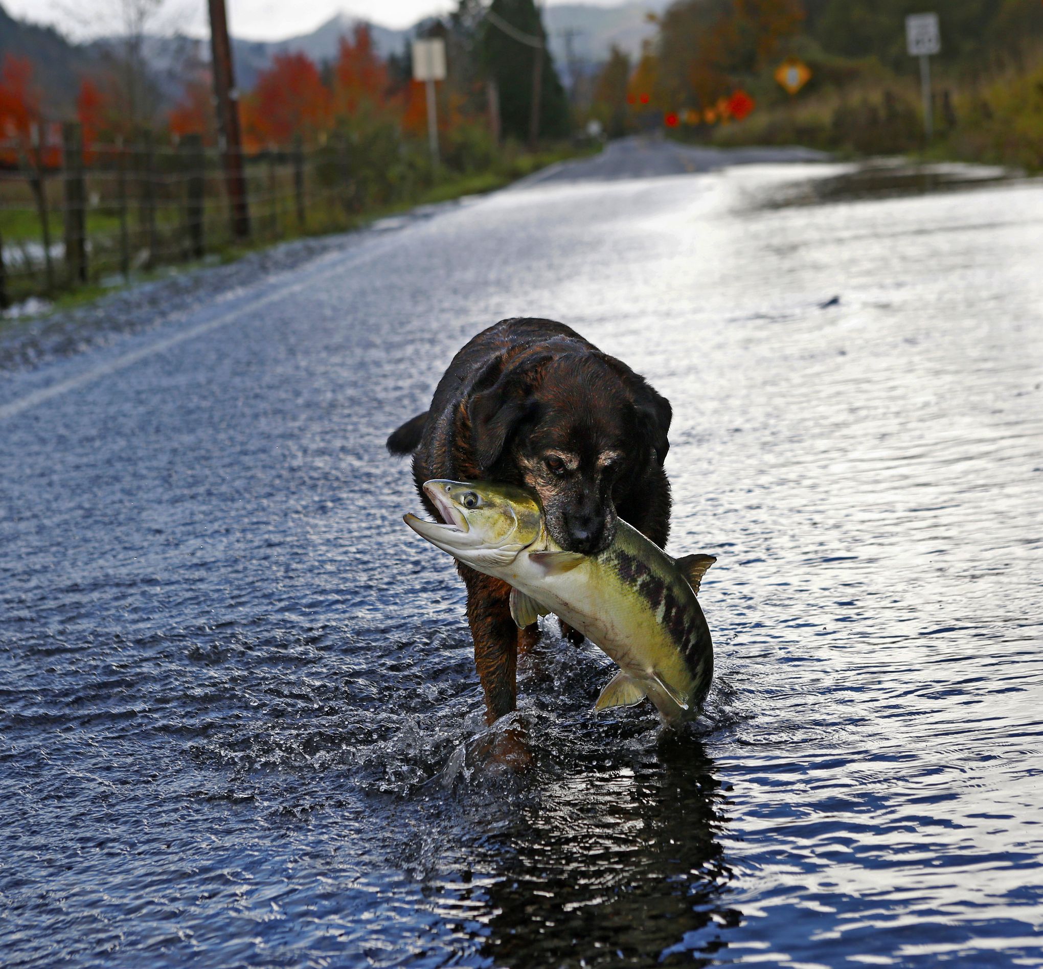 Let's hear it for chum: The underdog salmon has a serious drive to