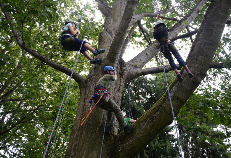 Go climb a tree for fun and fitness in Volunteer Park