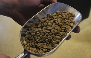 The beans prior to roasting are green.  Starbucks introduces $40-a-half-pound Brazil Sitio Baixadao (has diacritical marks) at the reserve flagship store on Capitol Hill in Seattle, Wednesday April 15, 2015.

Starbucks is delving into the super-high-end coffee market for the first time in the wake of the opening of its Roastery in Capitol HIll.