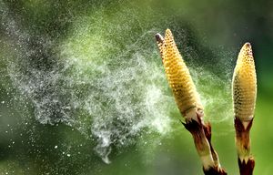 POLLEN SEASON – SEATTLE – 041012
Horsetail, an ancient weed found in wet areas in Washington adds to the pollen count at this time of year.
It’s pollen season in and around Seattle as the weather seasonally warms up and plants start to bud. 119939