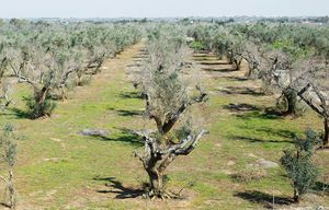 Olive trees infected by the bacterium Xylella fastidiosa in the region of Italy known as the Salento, May 2015. Across the stony heel of Italy, the livelihood of families who have manufactured olive oil for generations is threatened by a disease sweeping across one of the nationÕs most famous olive regions. (Davide Monteleone/The New York Times)