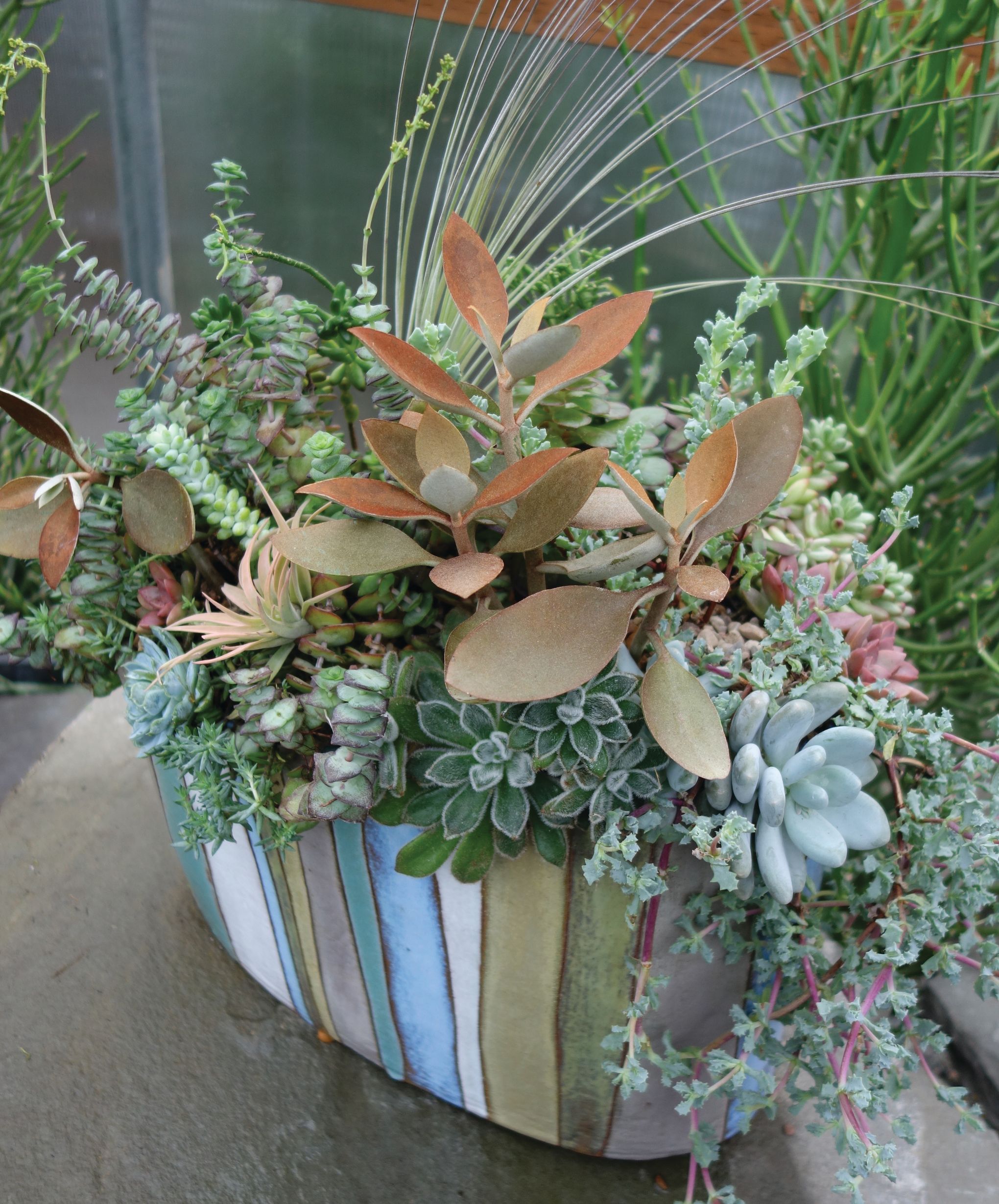 Succulents offer big drama, color and texture in small spaces | The Seattle  Times