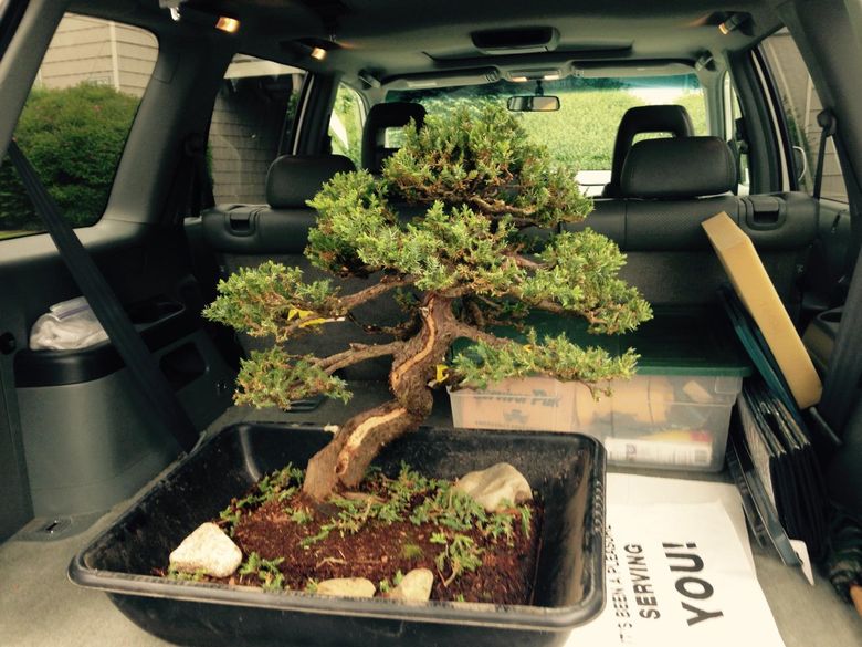 Expensive bonsai stolen from Federal Way museum recovered | The Seattle  Times