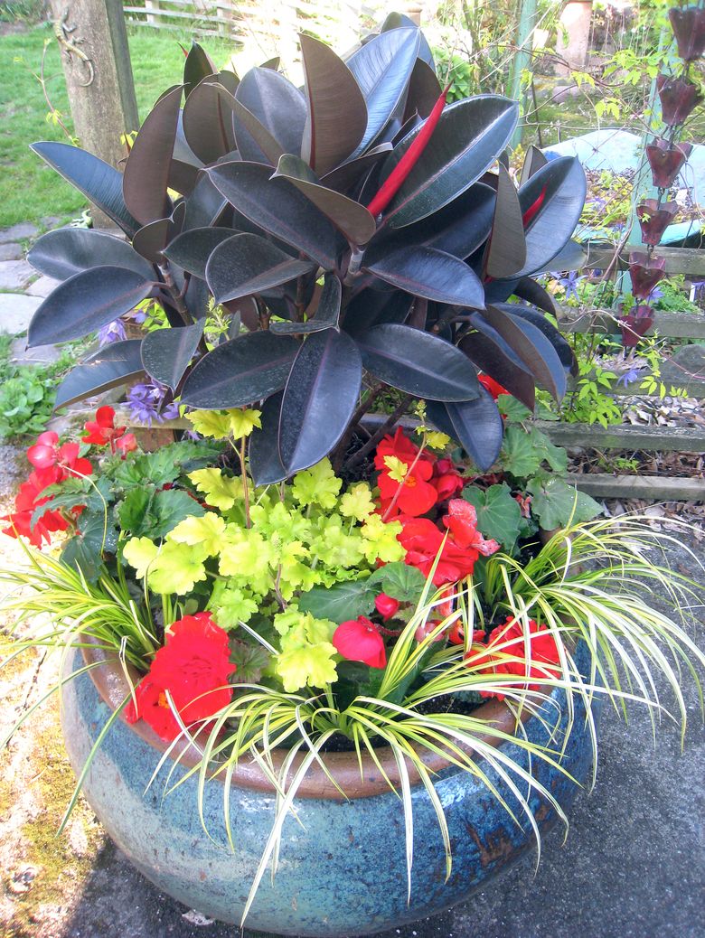 octopus air plant Octopus Planter for Air Plants