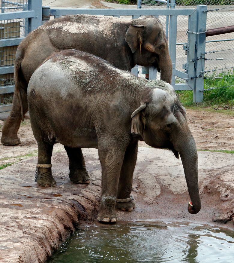 Chai and Bamboo are victims in a failed captivity system | The Seattle Times