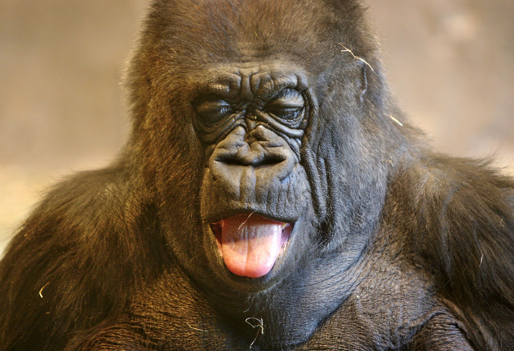 Seks uka akasining xotini bilan lesbiyanka opani sikadi Porno buzuq jinsiy aloqa