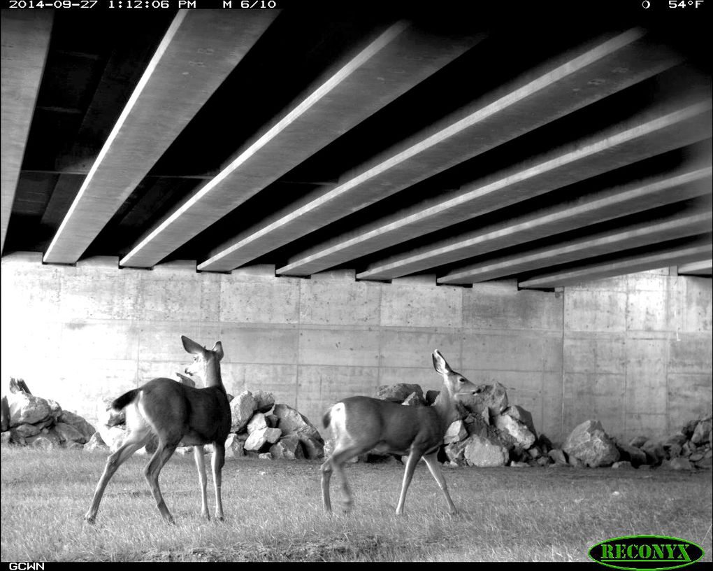 Deer use the new Gold Creek undercrossing just east of Snoqualmie Pass. (Washington state Department of Transportation)