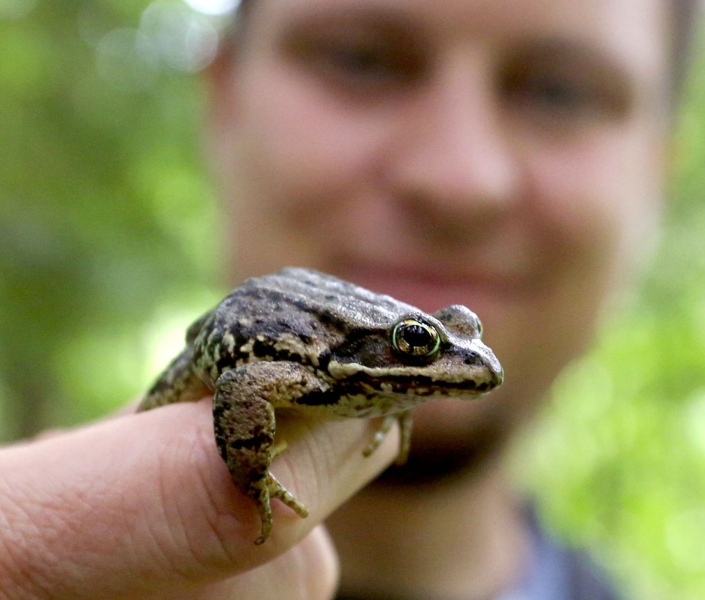 David Reavill, a Central Washington University biology grad student, monitors amphibians like this Cascades frog. (Ken Lambert / The Seattle Times)