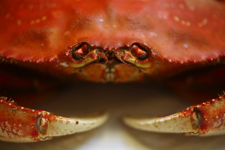 Dungeness crab season in Hood Canal opening more than two weeks earlier  than expected