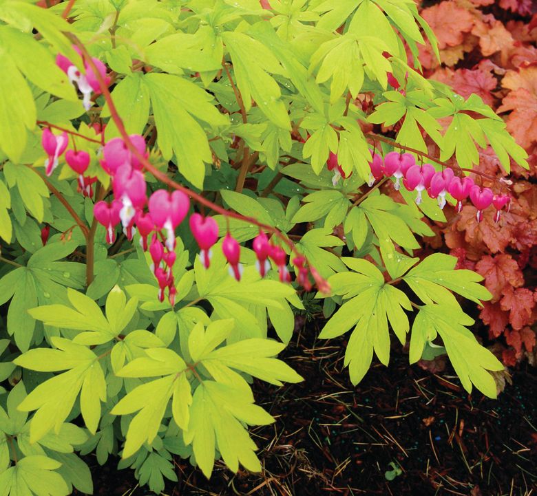 are bleeding heart plants toxic to dogs