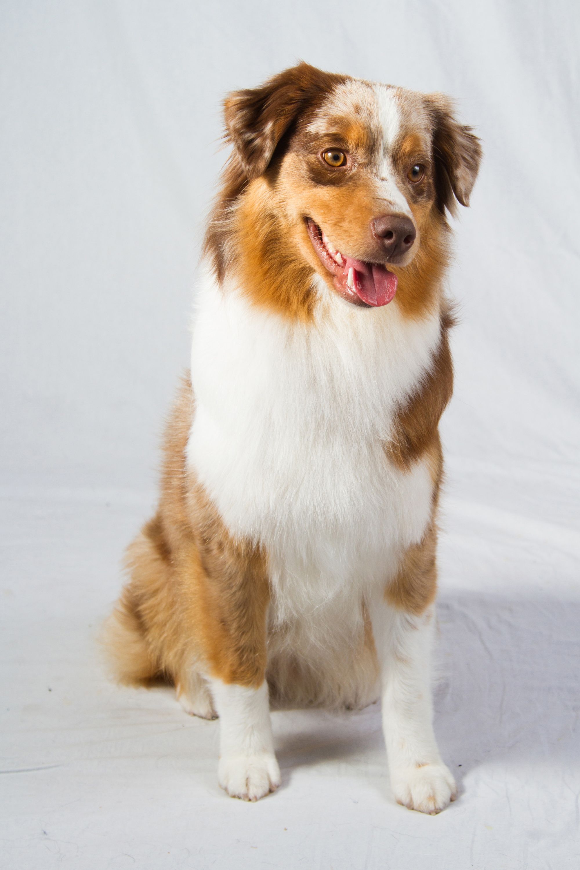 Dog breeds recognized by the american hot sale kennel club