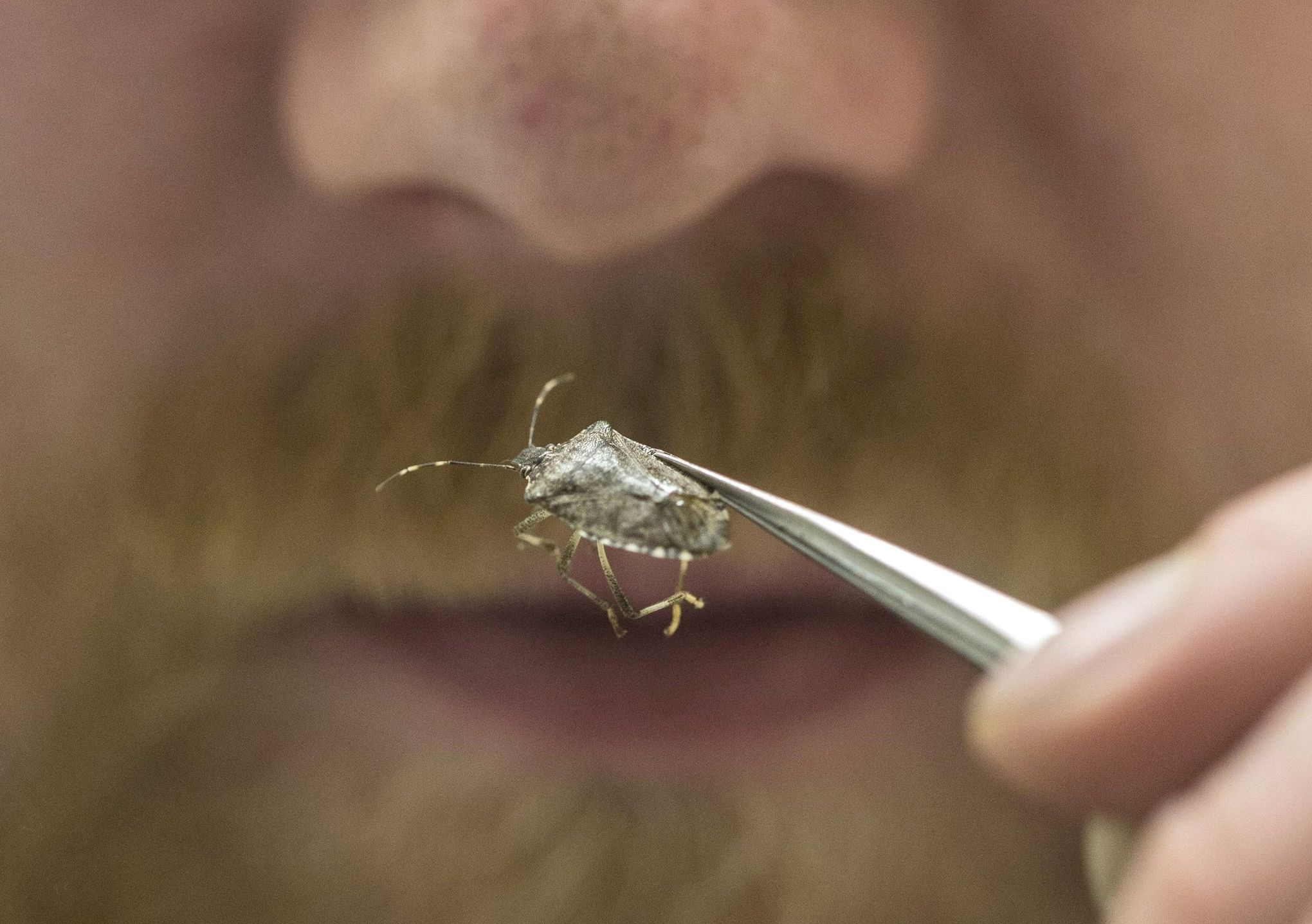 Farmers worry about harvest as stink bugs make a mess in NW region | The  Seattle Times