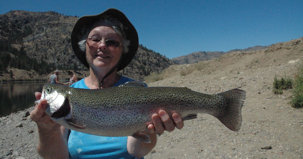 Wicked Trout Killers Smashing Nice Rainbows - Northwest Fishing Reports