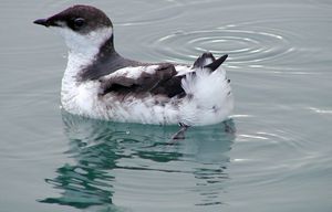 A marbled murrelet lays in an unidentified portion of water on February 14, 2004.