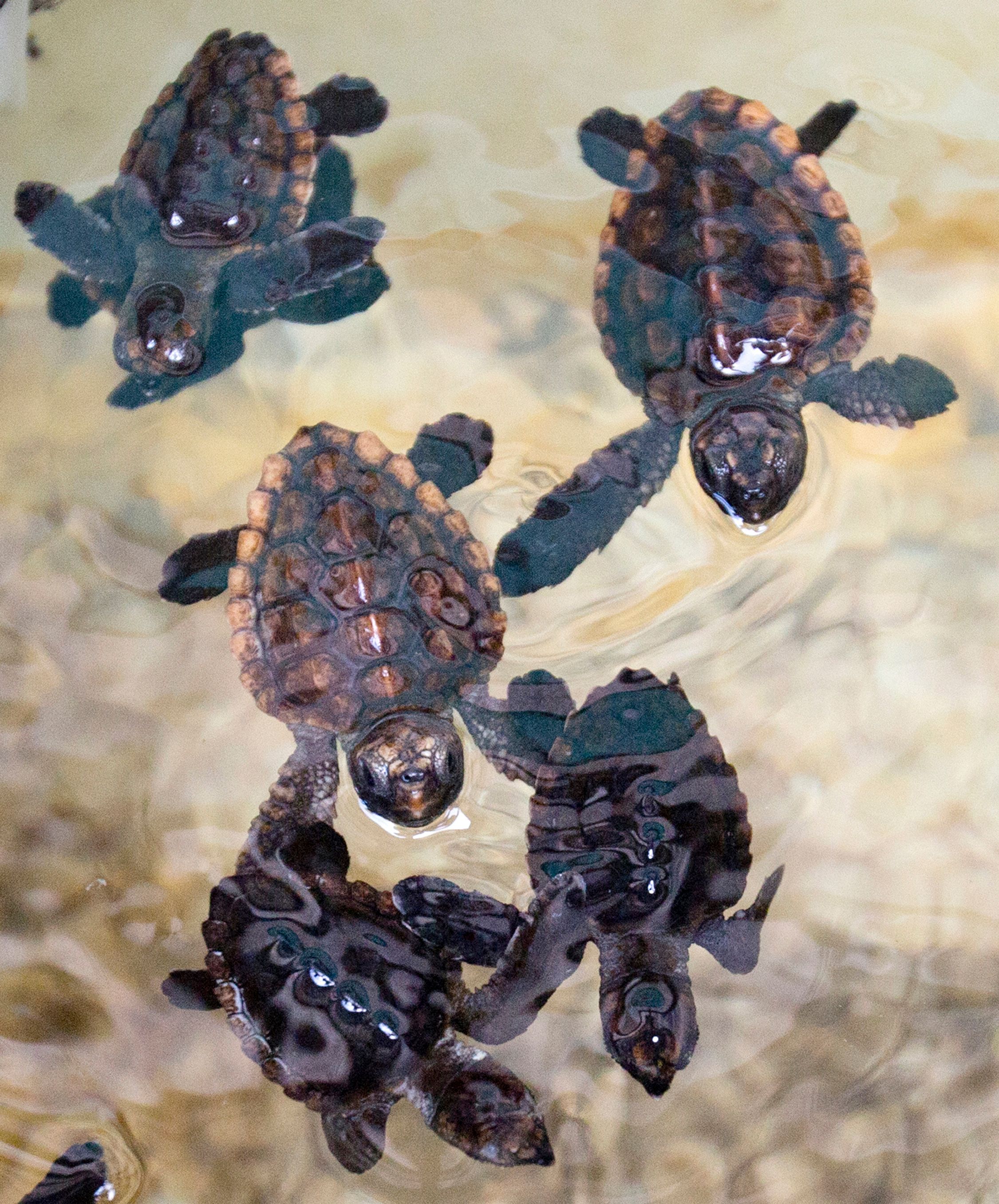 Over 600 baby sea turtles get 2nd chance, released in ocean | The