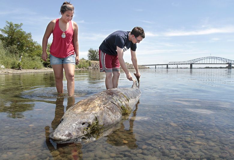 Dozens of sturgeon found dead in Columbia River