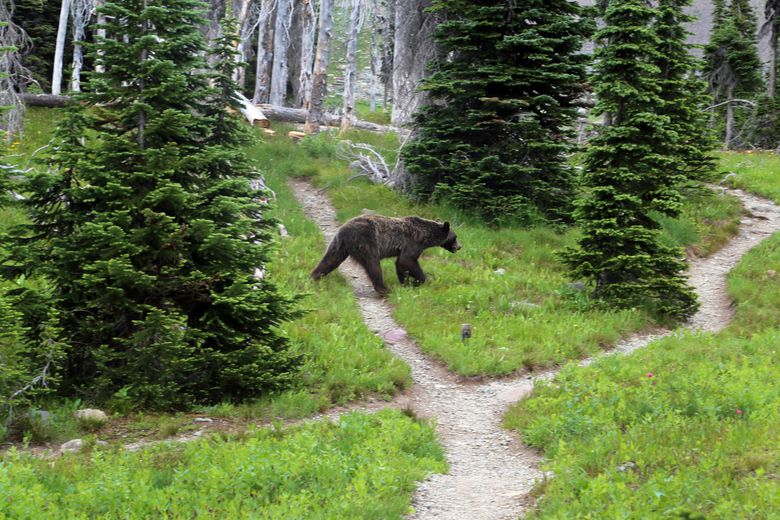 Backpackers' actions in bear country impact safety of others | The Seattle  Times