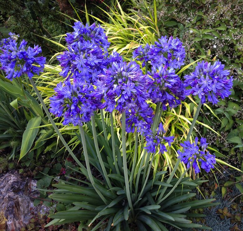 Agapanthus is a blast of spectacular midsummer color | The Seattle Times