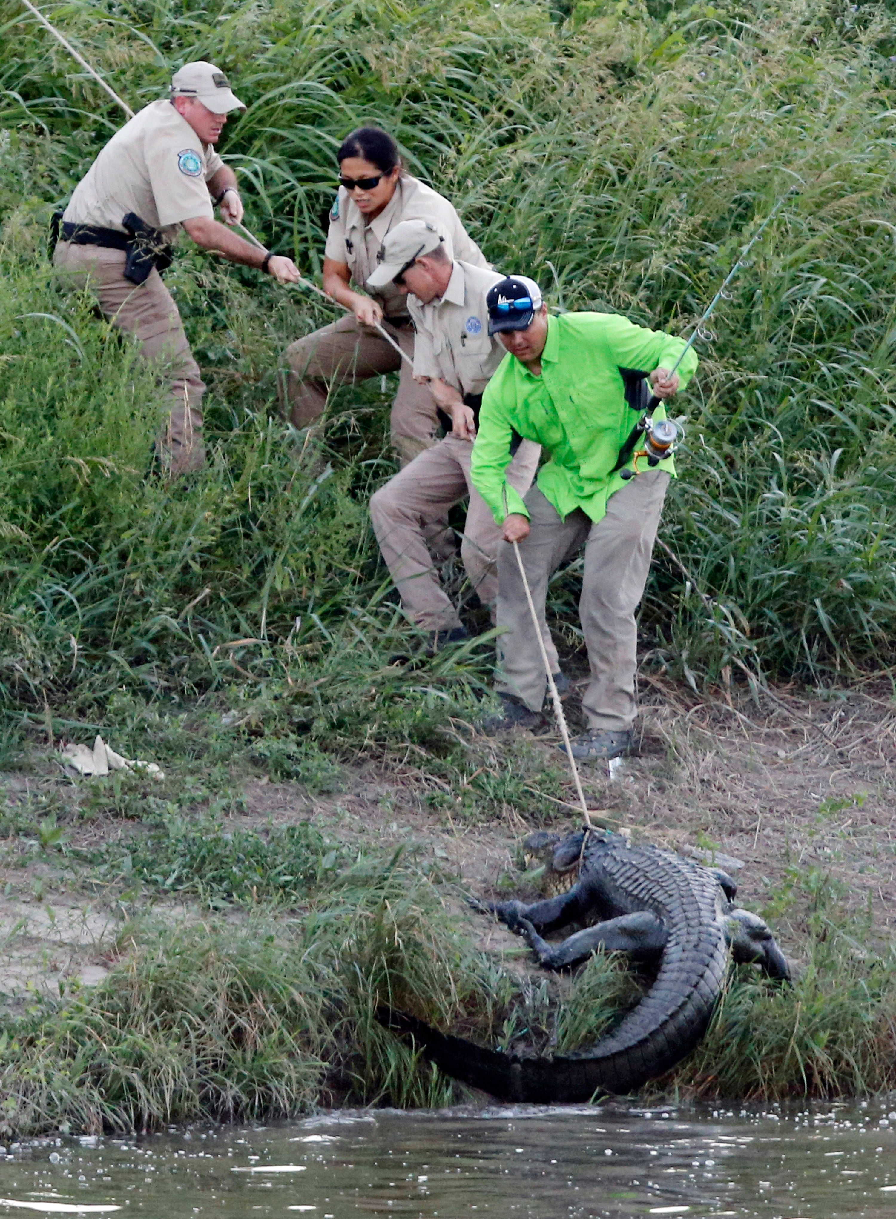 10-foot alligator captured near downtown Fort Worth | The Seattle