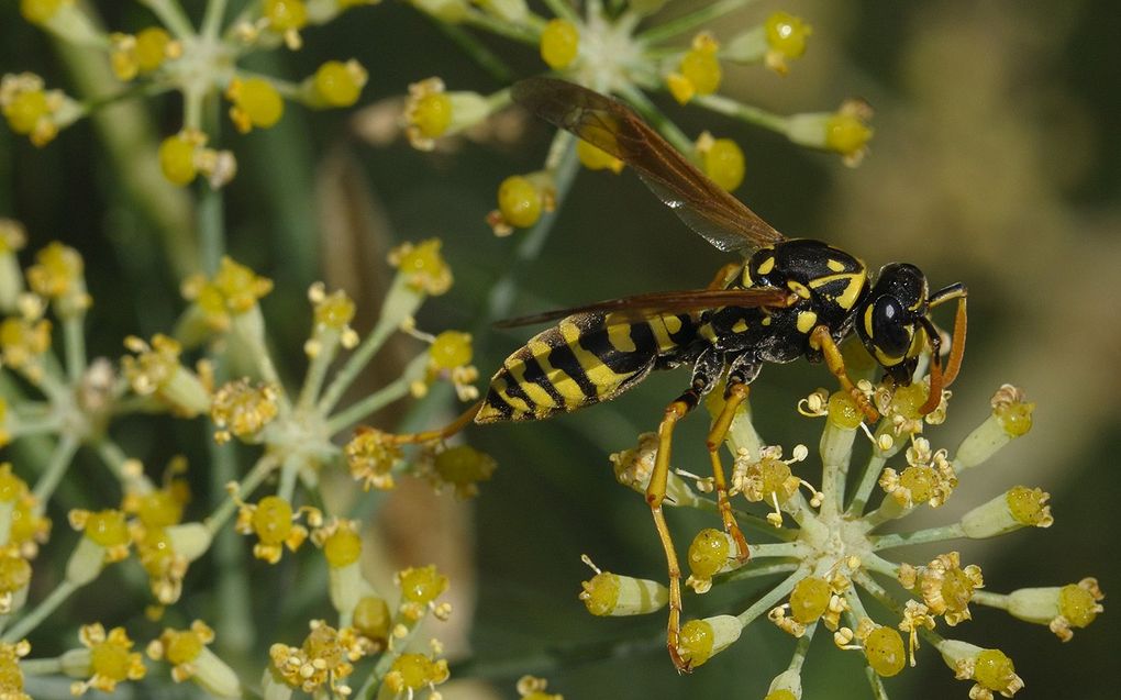 Wasp Attach Wasp Sting Remedy Natural